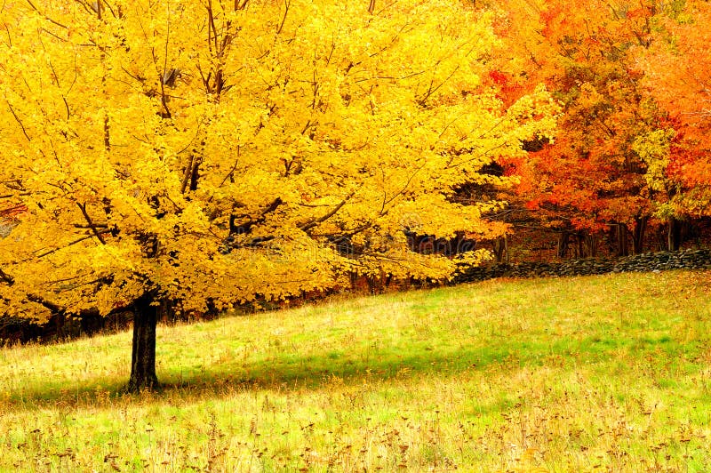 Arbres d'automne photos stock Arbres d'automne photos stock