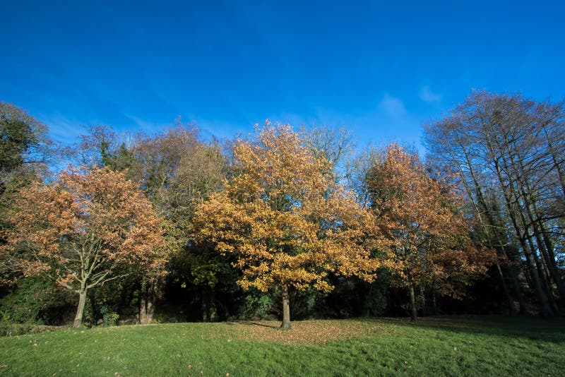 Arbres d'automne en parc Jaune et feuilles d'or de la chute photo stock Arbres d'automne en parc Jaune et feuilles d'or de la chute photo stock