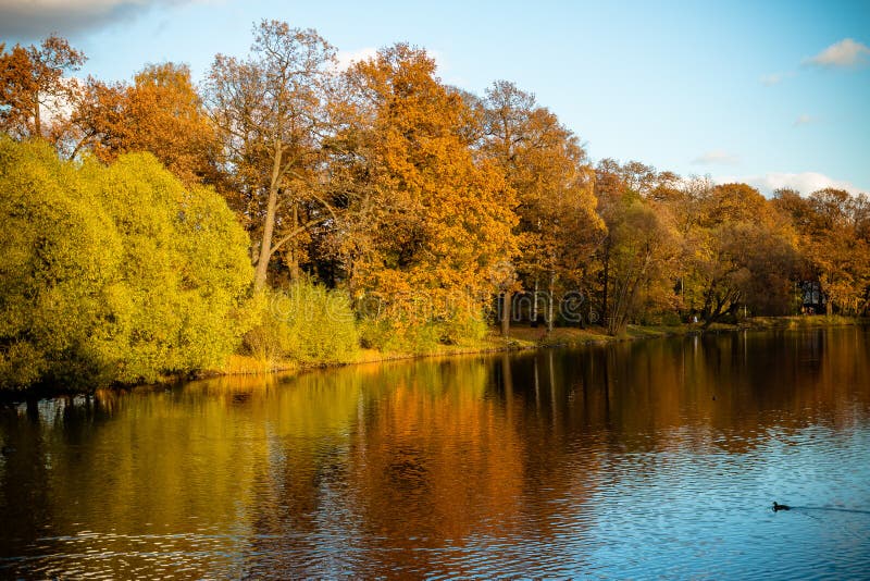 Arbres d'automne près du lac par temps nuageux et ensoleillé, paysage imagé d'automne, beaucoup d'arbres d'automne au parc nature image stock Arbres d'automne près du lac par temps nuageux et ensoleillé, paysage imagé d'automne, beaucoup d'arbres d'automne au parc nature image stock