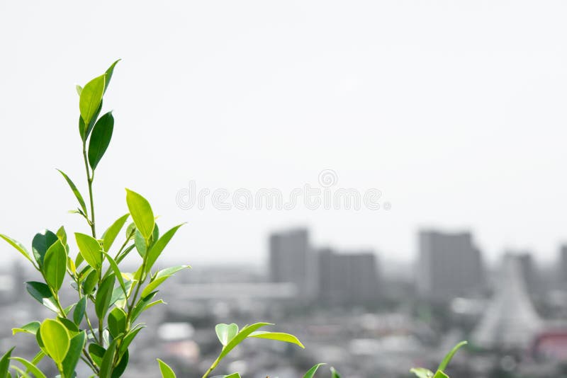Arbres dans la ville avec l'espace de copie Nature et environnement images stock Arbres dans la ville avec l'espace de copie Nature et environnement images stock