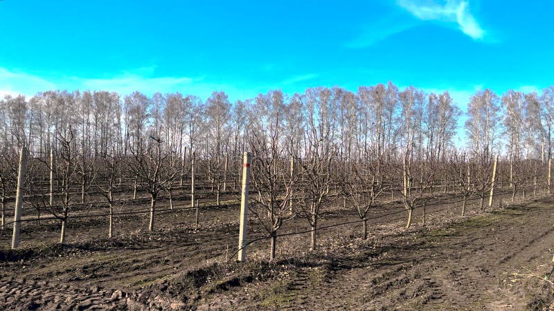 Arbres dans un verger de pommes. Concentration sélective. banque de vidéos