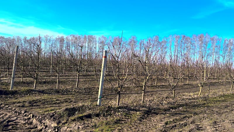 Arbres dans un verger de pommes. Concentration sélective. clips vidéos