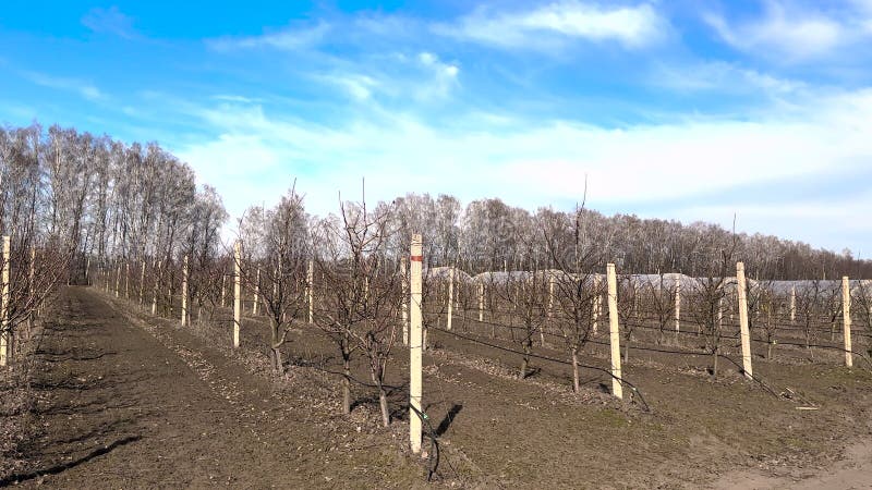 Arbres dans un verger de pommiers. . banque de vidéos