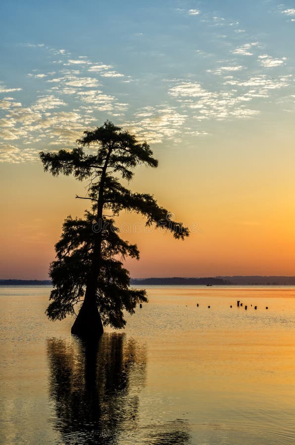 Arbres de Cypress chauve, lac Reelfoot, Tennessee State Park photographie stock Arbres de Cypress chauve, lac Reelfoot, Tennessee State Park photographie stock
