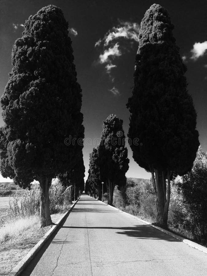 Arbres de Cypress images stock Arbres de Cypress images stock