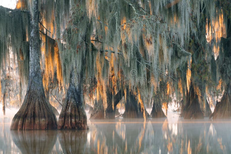 Arbres de cyprès chauve avec accrocher la mousse espagnole dans le premier rayon photo stock