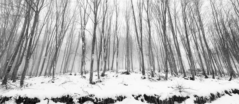 Panoramic view of snow covered beech trees. Panoramic view of snow covered beech trees