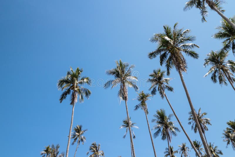 Arbres de noix de coco qui regardent de dessous avec le ciel lumineux à l'arrière-plan en été en Koh Mak Island chez Trat, Thaïla images stock Arbres de noix de coco qui regardent de dessous avec le ciel lumineux à l'arrière-plan en été en Koh Mak Island chez Trat, Thaïla images stock