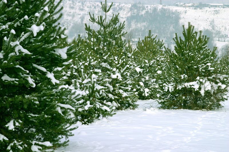 Arbres de Noël 1 images libres de droits Arbres de Noël 1 images libres de droits