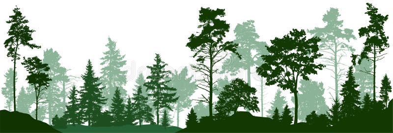 Arbres de silhouette de forêt Forêt conifére à feuilles persistantes avec des pins, sapins, arbre de Noël, cèdre, sapin écossais