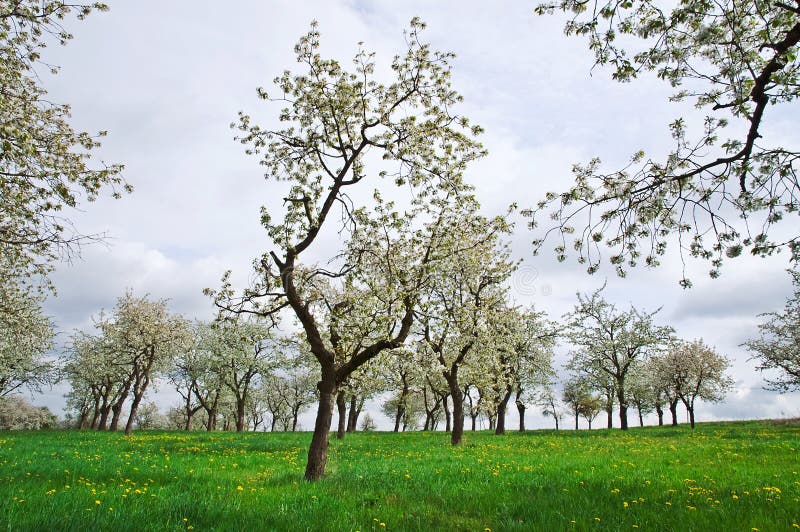 Arbres de source image stock