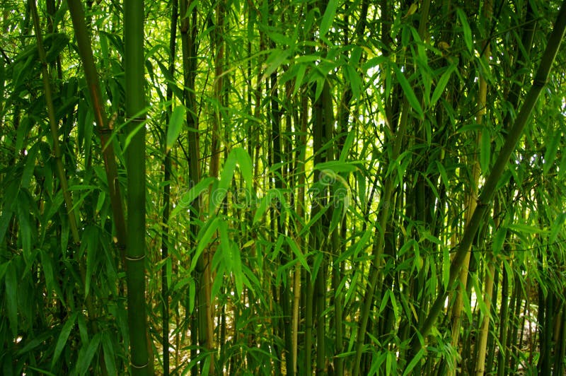 Bamboo trees took in Japanese Garden. Bamboo trees took in Japanese Garden.