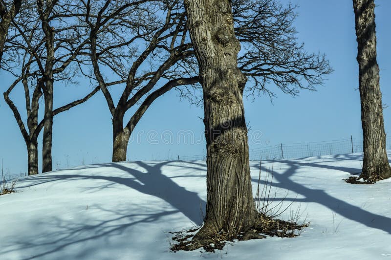 Arbres en hiver sur la colline avec des ombres dans la neige image stock Arbres en hiver sur la colline avec des ombres dans la neige image stock