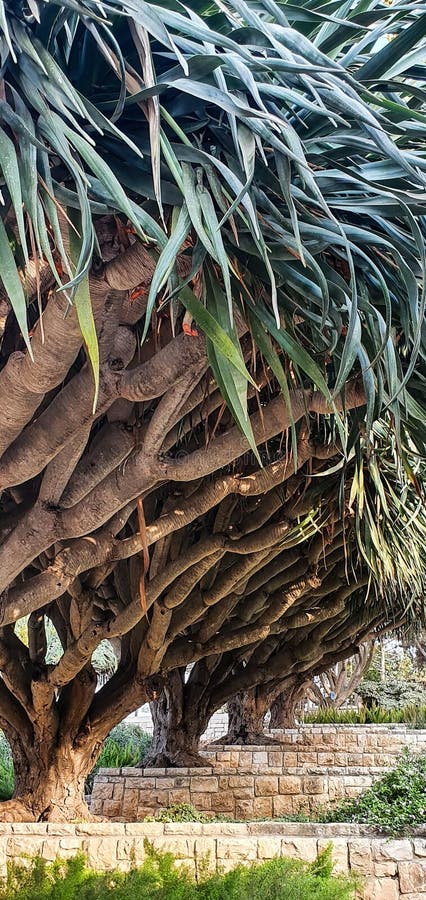 Mesmerizing trees in the Rothschild park, the city of Zichron Ya-akov. Beautiful tropical trees in the park. Mesmerizing trees in the Rothschild park, the city of Zichron Ya-akov. Beautiful tropical trees in the park.