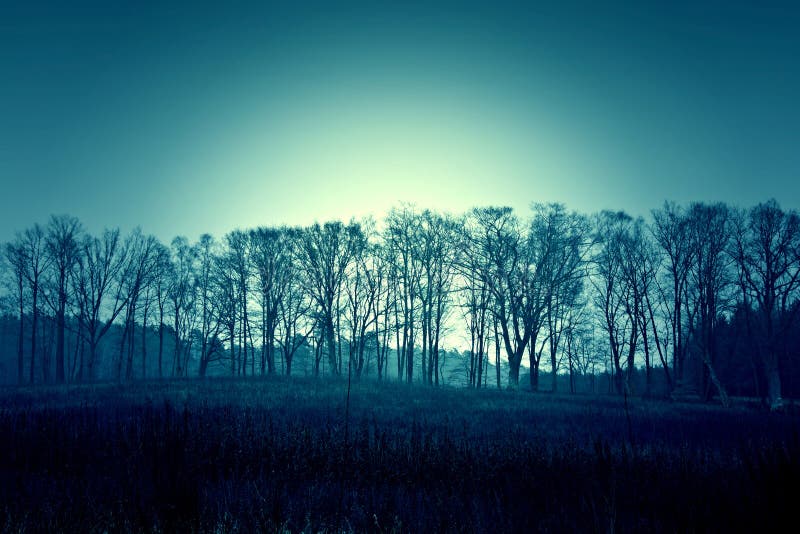 Arbres et ciel morts foncés d'hiver images stock Arbres et ciel morts foncés d'hiver images stock