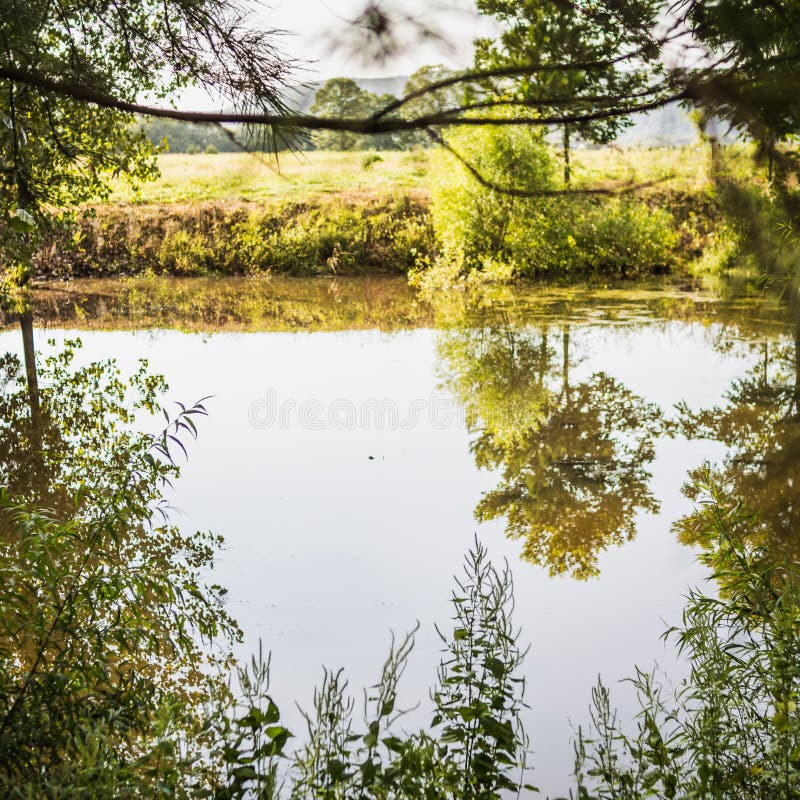 Arbres et herbe encadrant un petit étang de ferme photographie stock libre de droits Arbres et herbe encadrant un petit étang de ferme photographie stock libre de droits