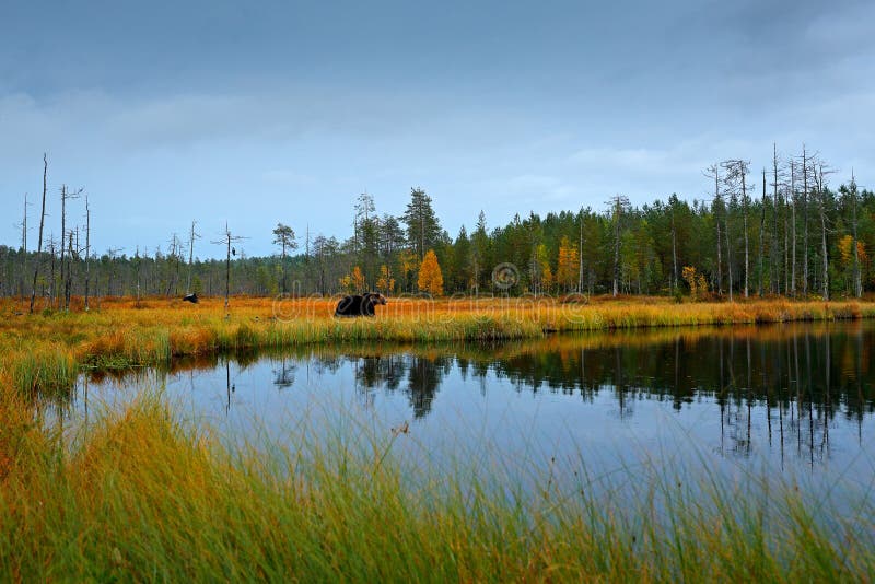 Arbres et lac d'automne avec l'ours Bel ours brun marchant autour du lac avec des couleurs de chute Animal dangereux en bois de n photos libres de droits Arbres et lac d'automne avec l'ours Bel ours brun marchant autour du lac avec des couleurs de chute Animal dangereux en bois de n photos libres de droits