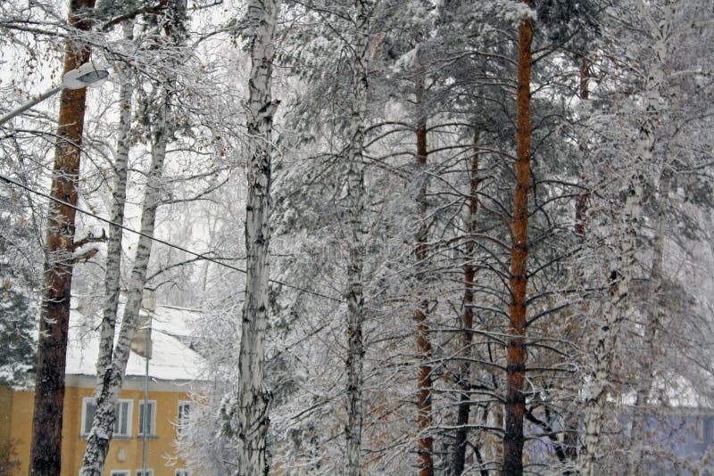 Arbres et maisons dans la neige photographie stock Arbres et maisons dans la neige photographie stock