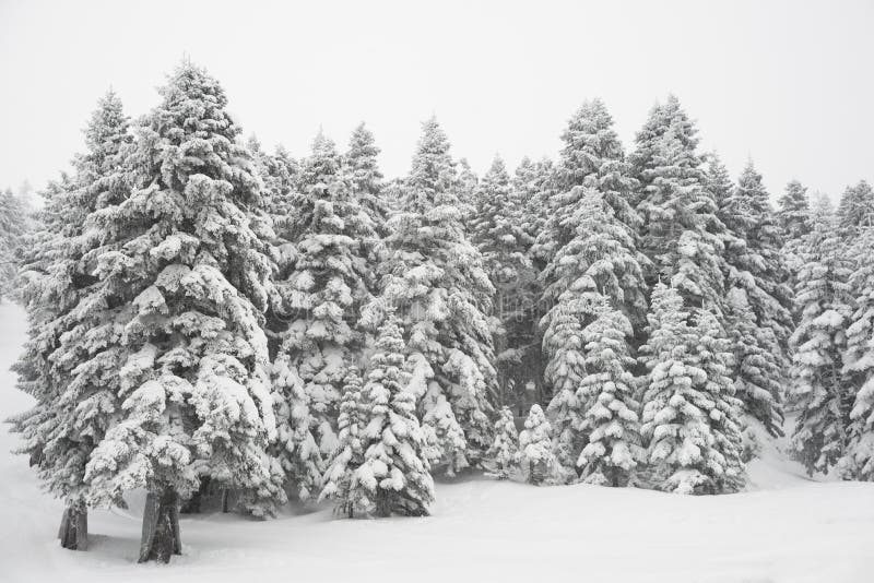 Arbres et neige de pin photo stock Arbres et neige de pin photo stock