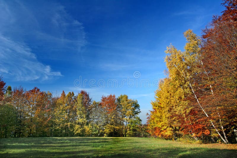 Arbres et pré colorés images libres de droits Arbres et pré colorés images libres de droits