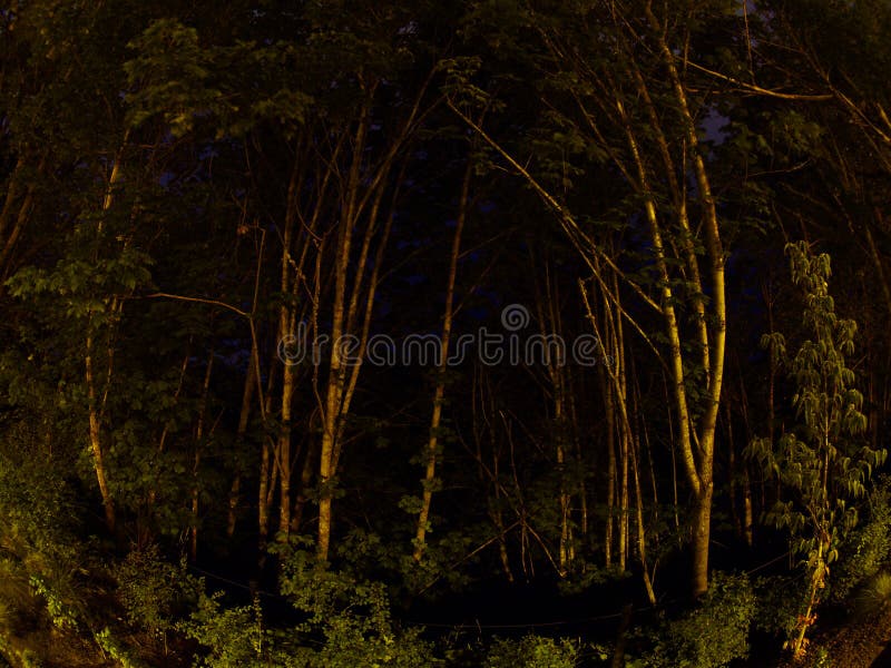 Dark trees as viewed through a fisheye lens. Dark trees as viewed through a fisheye lens
