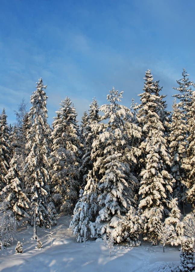 Arbres forestiers de l'hiver de Milou