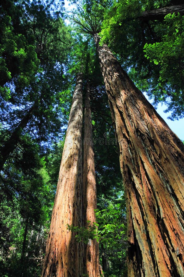 Arbres géants de séquoia, Muir National Monument