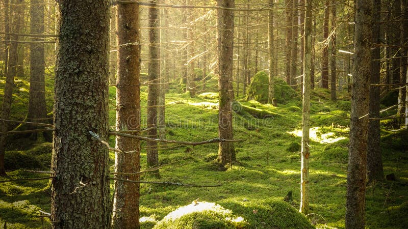Arbres impeccables dans la forêt moussue verte à la belle lumière du soleil brumeuse photos stock Arbres impeccables dans la forêt moussue verte à la belle lumière du soleil brumeuse photos stock