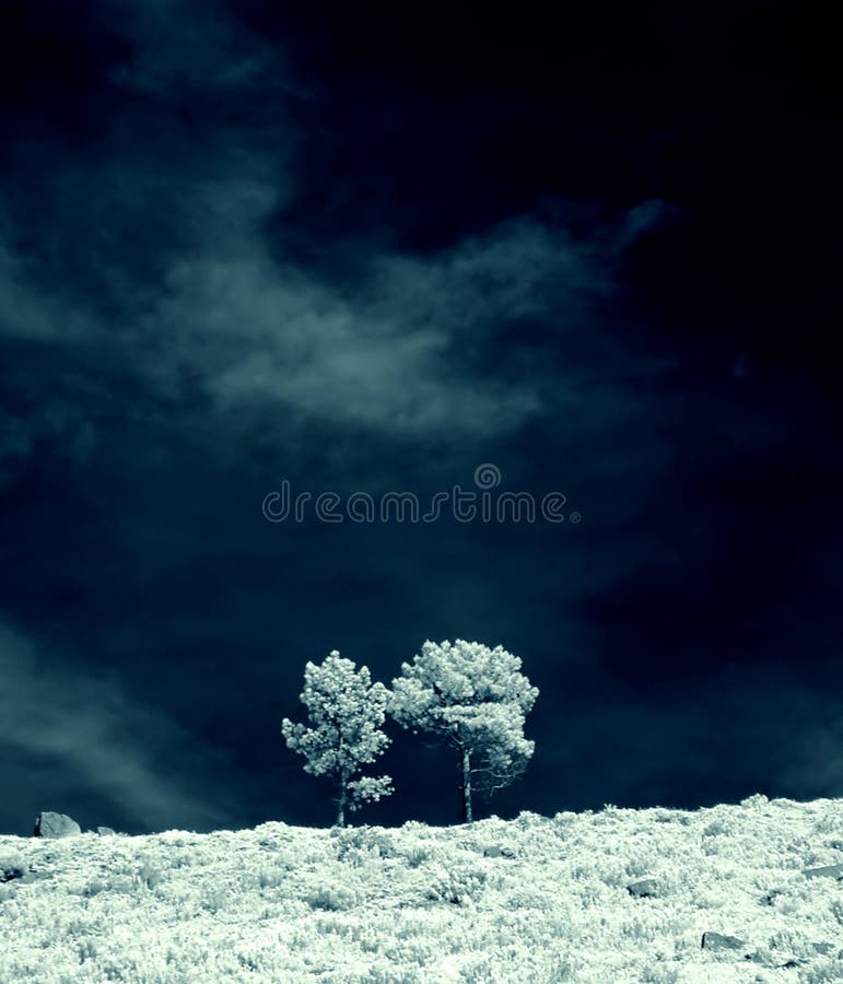 Arbres infrarouges images libres de droits