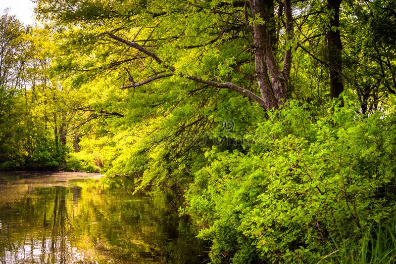 Arbres le long du rivage du lac Wilde en Colombie, le Maryland images libres de droits Arbres le long du rivage du lac Wilde en Colombie, le Maryland images libres de droits