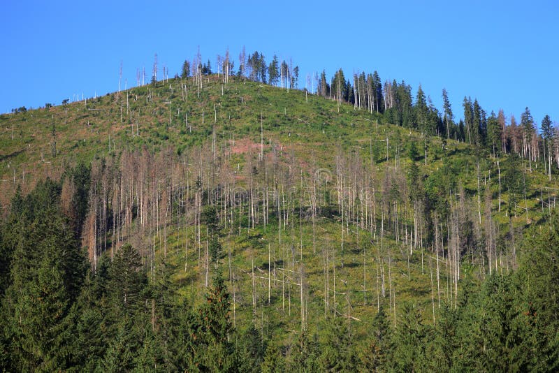 Arbres morts photo libre de droits Arbres morts photo libre de droits