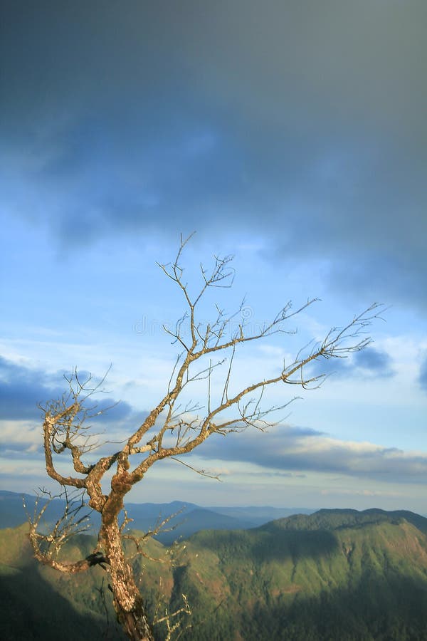 Arbres morts avec des Mountain View image stock Arbres morts avec des Mountain View image stock