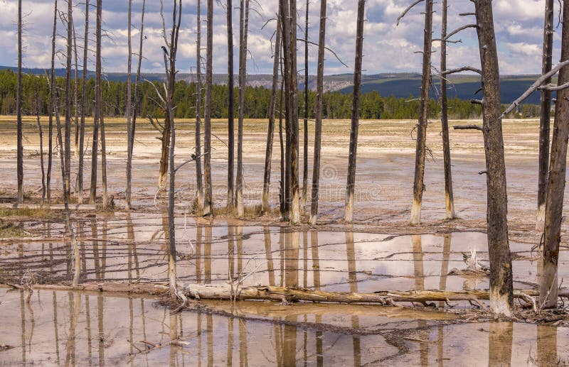 Arbres morts et réflexions sur l'eau dans le parc national de Yellowstone Wyo photo stock Arbres morts et réflexions sur l'eau dans le parc national de Yellowstone Wyo photo stock
