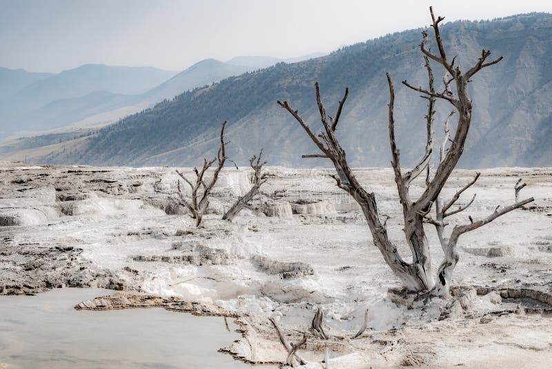 Arbres morts parc national chez Mammoth Hot Springs, Yellowstone images stock Arbres morts parc national chez Mammoth Hot Springs, Yellowstone images stock