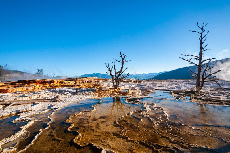 Arbres morts, parc national de Mammoth Hot Springs, Yellowstone photo libre de droits Arbres morts, parc national de Mammoth Hot Springs, Yellowstone photo libre de droits