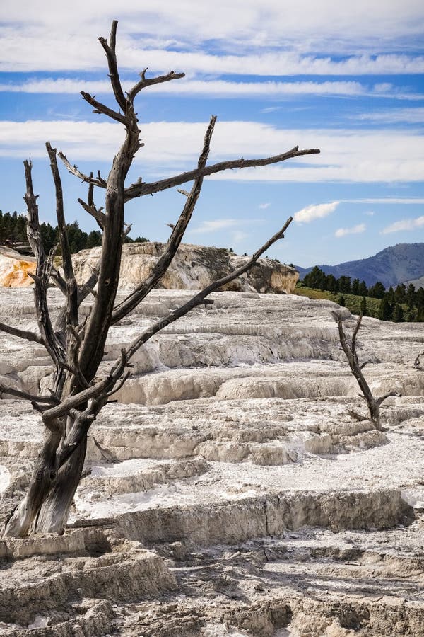 Arbres morts sur les terrasses de travertin parc national de Mammoth Hot Springs, Yellowstone images libres de droits Arbres morts sur les terrasses de travertin parc national de Mammoth Hot Springs, Yellowstone images libres de droits