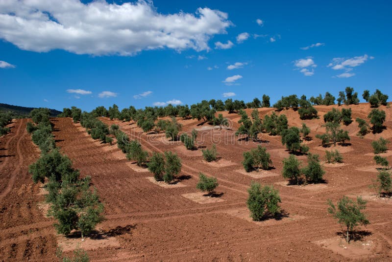 Arbres olives de l'Andalousie Espagne