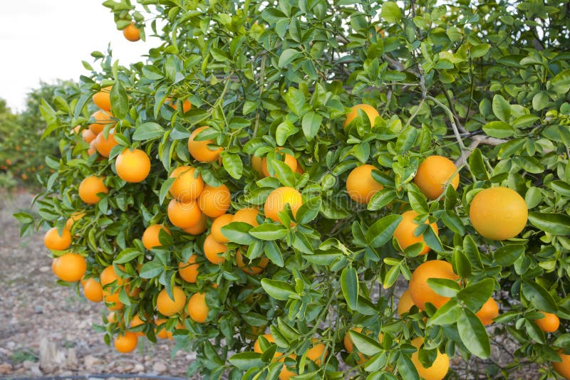 Arbres oranges de Valence photo stock Image du doux 