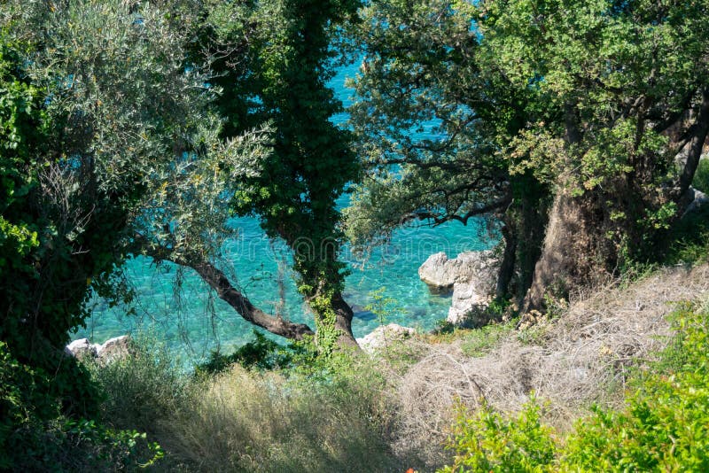 Arbres pr?s de l'?tang photos libres de droits Arbres pr?s de l'?tang photos libres de droits