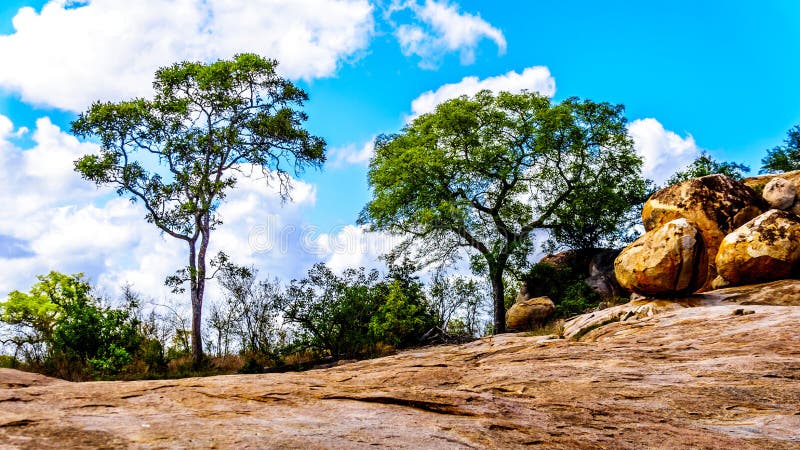 Arbres s'élevant sur la terre rocheuse en parc national de Kruger