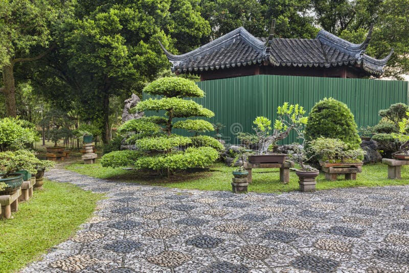 Arbres Singapour de bonsaïs photo stock Arbres Singapour de bonsaïs photo stock