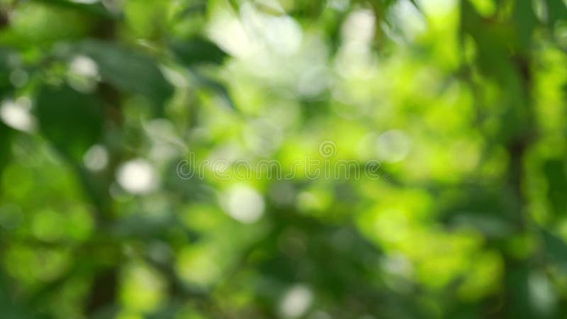 Arbres verts floues en arrière-plan en vue rapprochée en mouvement lent banque de vidéos