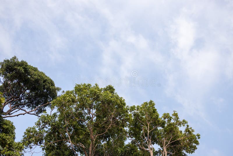 Arbres verts sur le fond de ciel bleu Branche d'arbre avec la photo verte de feuille Environnement de nature d'été Horizontal de photos libres de droits Arbres verts sur le fond de ciel bleu Branche d'arbre avec la photo verte de feuille Environnement de nature d'été Horizontal de photos libres de droits