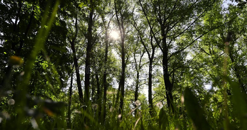 Arbres à feuilles caduques au printemps avec herbe verte et pissenlit blanc clips vidéos