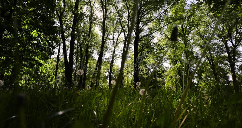 Arbres à feuilles caduques au printemps avec herbe verte et pissenlit blanc banque de vidéos