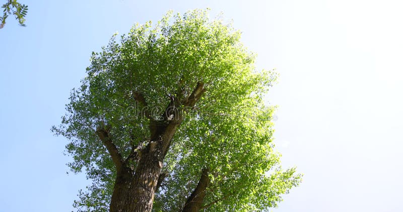 Arbres à feuilles caduques avec feuillage vert par beau temps banque de vidéos