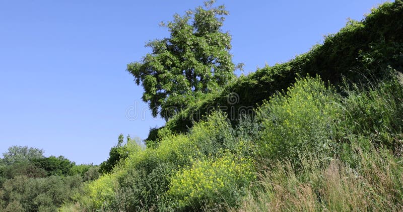 Arbres à feuilles caduques avec feuillage vert par temps venteux dans le parc clips vidéos
