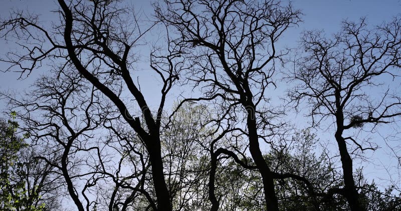 Arbres à feuilles caduques dans une forêt mixte au printemps banque de vidéos