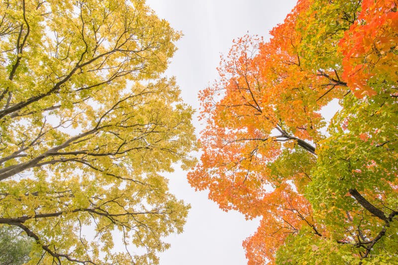 Arbres à feuilles caduques en automne avec les feuilles colorées heurtantes de chute d'orange, de rouge, de vert, et de jaune - p image stock Arbres à feuilles caduques en automne avec les feuilles colorées heurtantes de chute d'orange, de rouge, de vert, et de jaune - p image stock