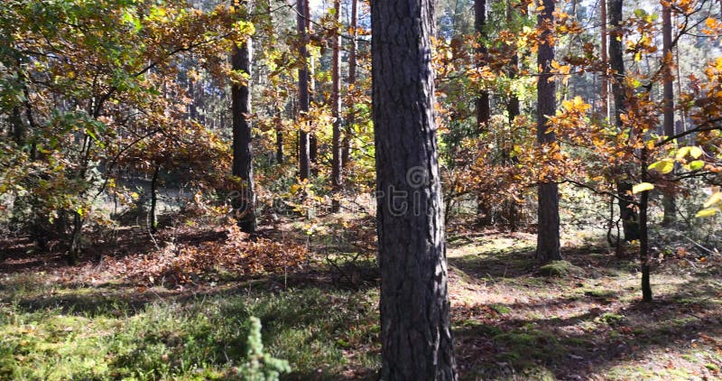 Arbres à feuilles caduques à l'automne dans une forêt mixte banque de vidéos